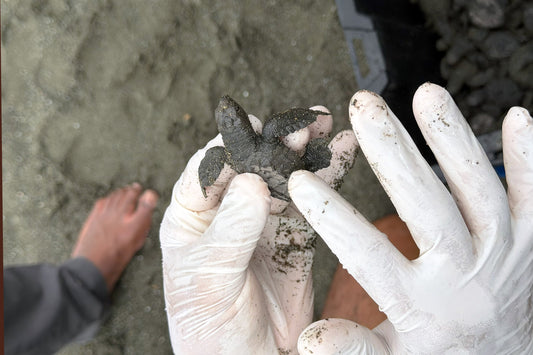 This Giving Tuesday help us support sea turtle conservation