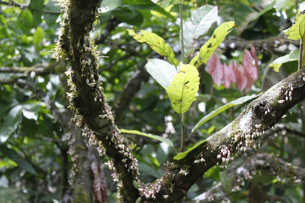 Cacao growing in the rainforest of La Mosquitia Honduras